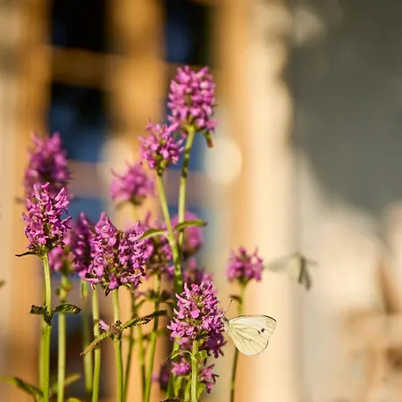 לינה וארוחת בוקר Icce Borbirtok - Wine, Dine & Rest